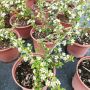 Котонеастър Мажор, Cotoneaster Dammeri Major, снимка 7