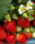 Разсад Ягоди и Малини, снимка 4