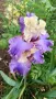 Сортови ириси високи брадати ириси Ризоми, снимка 7