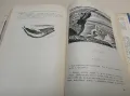Моби Дик - Херман Мелвил (1962, богато илюстровано издание), снимка 12