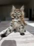 Maine coon коте , снимка 1