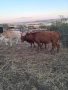 Продавам стадо месодайни крави , снимка 4