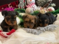 Йоркширски териер мини , снимка 5