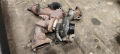 Турбина 897185-2412 Opel Astra 1.7-75к.с.Y17DT - 220лв, снимка 1
