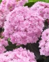 Hydrangea macr. "Romance"(Хидрангеа Романс), снимка 1