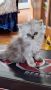 Прекрасни сребърна чинчила персийски и хималайски персийски котенца, снимка 1