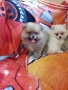 Померан померани померанчета Гр. София, снимка 9