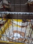 Продавам зеброви амадини джъмбо , снимка 6