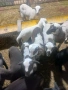 Продавам агнета, снимка 2