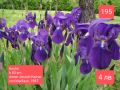 19 евтини ириси за градината , снимка 1 - Градински цветя и растения - 45681472