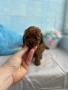 Той Пудел/Toy Poodle, снимка 4