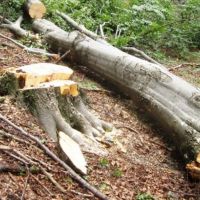 ПОДАРЯВАМ дърва, дървесина, дървен материал, дървета за сеч, снимка 1 - Дърва за огрев - 45408369