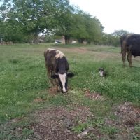 селскостопански животни , снимка 4 - Крави - 45423083