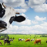 Продавам крави и телета,  за месо и за курбан, снимка 1 - Крави - 45536142