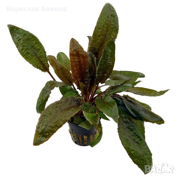 Cryptocoryne Purpurea / Криптокорина Пурпуреа, снимка 1