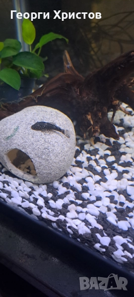 Продавам обикновен Анциструс, снимка 1