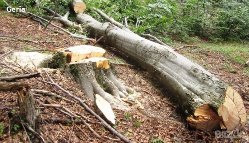 ПОДАРЯВАМ дърва, дървесина, дървен материал, дървета за сеч, снимка 1