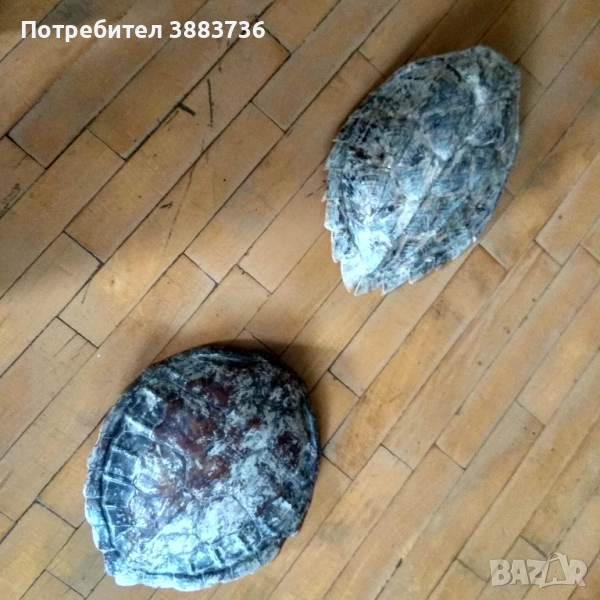 Коруби на морски костенурки, снимка 1