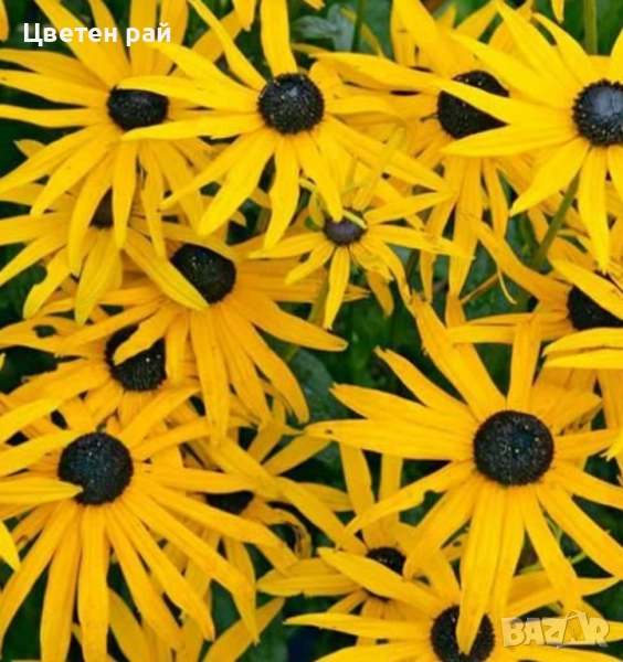 Жълта рудбекия , снимка 1