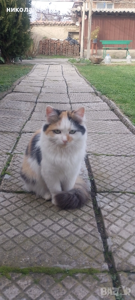 котка с дълъг косъм, снимка 1