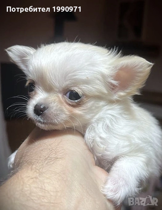 Супер красиво Бяло мини чихуахуа. Момче на 2 мес., снимка 1