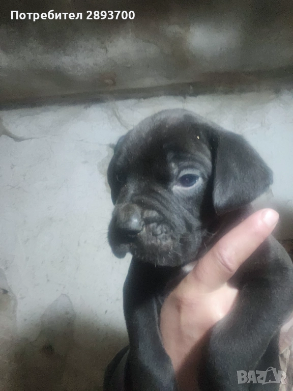 Черни КАНЕ КОРСО , снимка 1