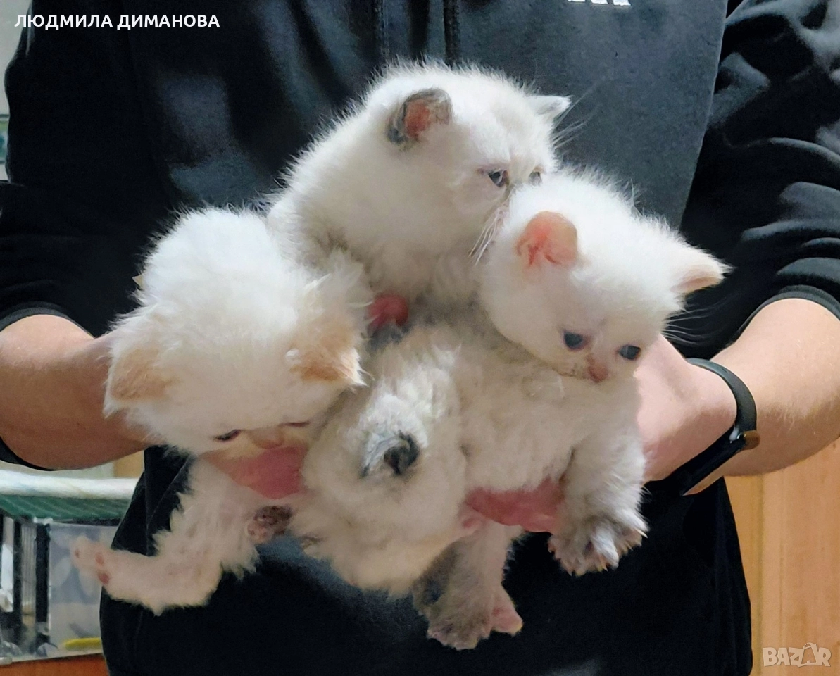 Персийски хималайски и екзотични със сини очи , снимка 1