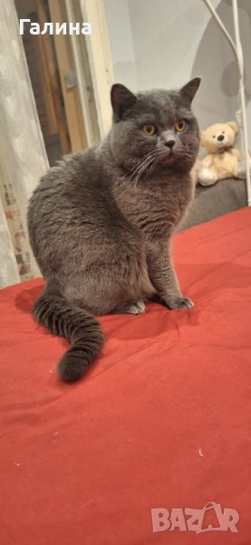 Мъжки британец си търси булка , снимка 1