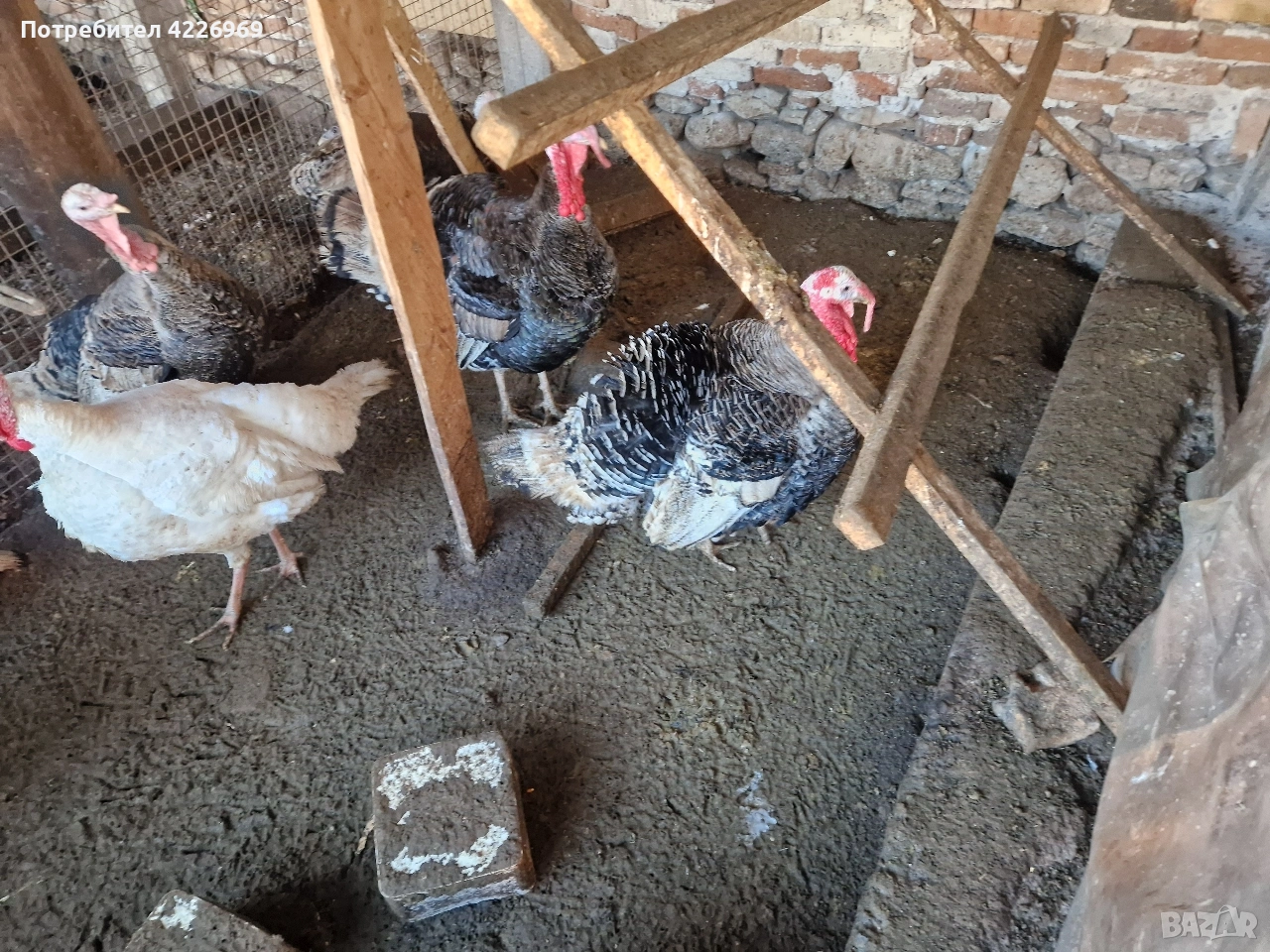 Мисирки пуйки и кокошки, снимка 1