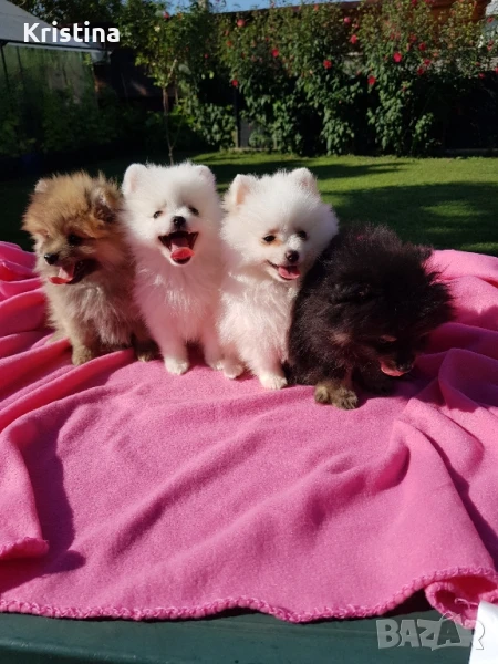 Померан померанчета свободни!, снимка 1