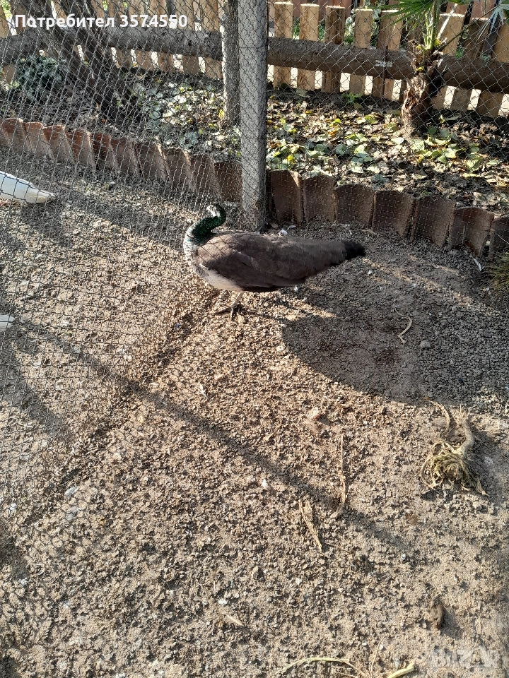 Продавам  женски пауни, снимка 1