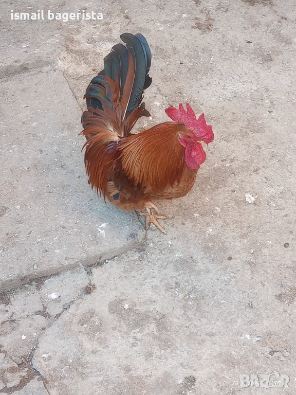 Декоративни Петлета ШАБО, снимка 1