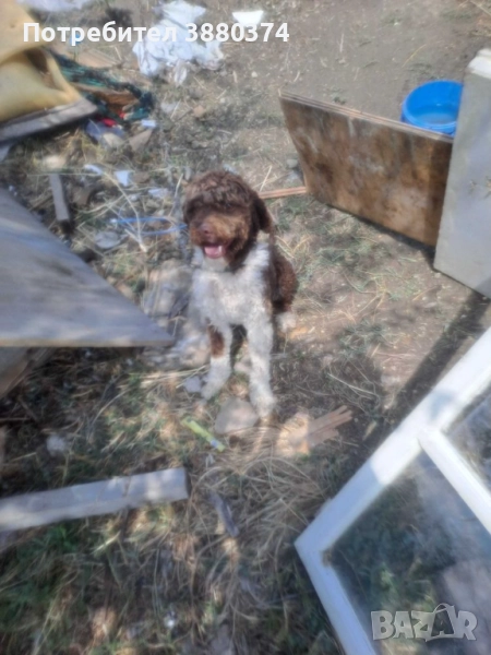 Продавам габарско куче порода Лаго мъжко на 1 година , снимка 1