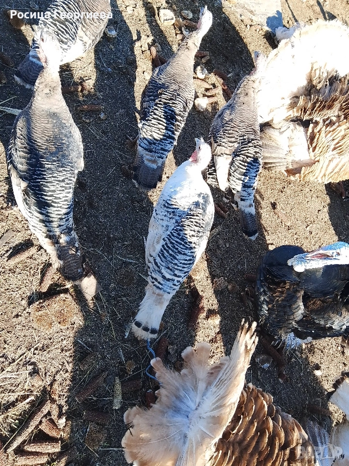 Продаваш домашни фитки за колене и дамазлък женски и мъжки, снимка 1