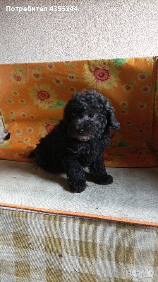 Пудели, снимка 1