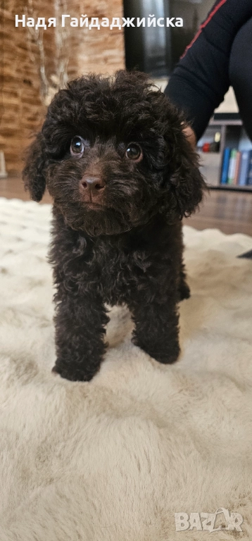 Пудел! Мини! , снимка 1