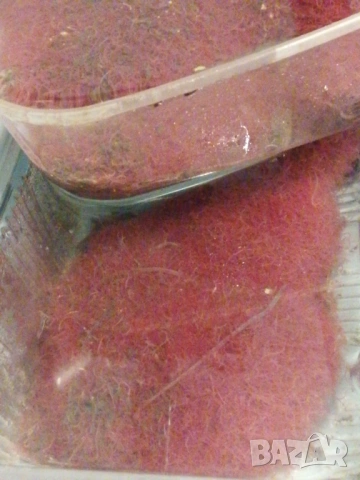 Продавам жива храна за рибки Тубифекс 