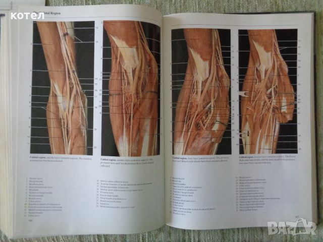 Продавам ; Color atlas of anatomy: A photographic study of the human body  , снимка 7 - Енциклопедии, справочници - 46389488