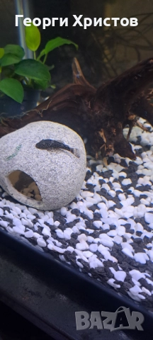 Продавам обикновен Анциструс, снимка 1