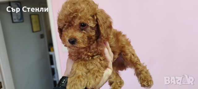 ТОЙ ПУДЕЛ 5 момчета, снимка 7 - Пудели - 53799744