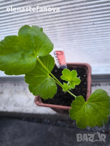 Комплект от 4 сортови мушката , снимка 7 - Стайни растения - 53830038