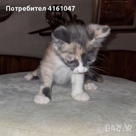 подаряваме котенца, снимка 7 - Други - 46558782