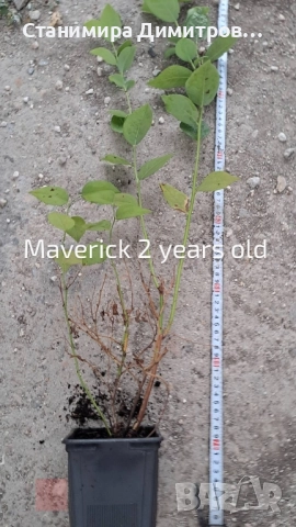 Разсад боровинки , снимка 8 - Разсади - 50801234