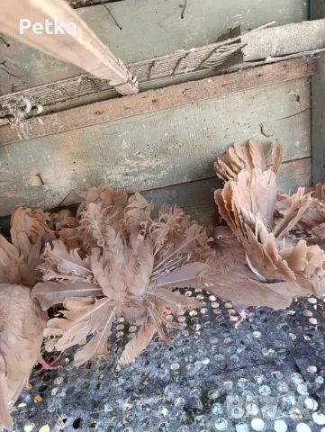 Продавам фенерлии, снимка 3 - Гълъби - 50149773