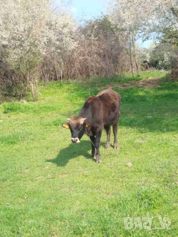 Продава крава и мъжко теле жарсе , снимка 2 - Крави - 54187071