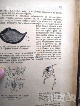 Анатомия и систематика на безгръбначните животни (1942), снимка 4 - Енциклопедии, справочници - 45710334