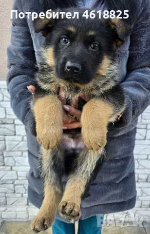 Немски овчарки , снимка 5 - Немска овчарка - 53666068