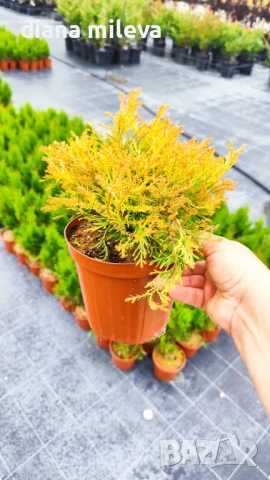 Западна туя Рейнголд (Thuja occidentalis Rheingold), студоустойчива, снимка 11 - Градински цветя и растения - 37392581