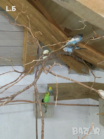 Вълнисти реийнбоу, снимка 5 - Папагали - 53054489