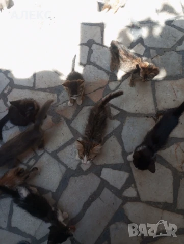 ПОДАРЯВАМ КОТЕНЦА, снимка 8 - Мейн кун - 50985226